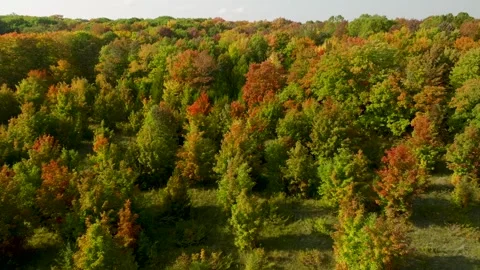 Fall colors with green 5 Stock Footage 256916763
