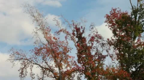 Fall Colors II Stock Footage 12580430
