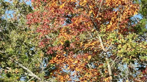 Fall Colors III Stock Footage 12582773