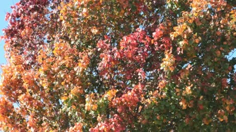 Fall Colors IV Stock Footage 12580647