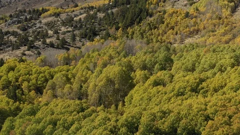Fall Colors June Lake, CA Stock Footage 98477173