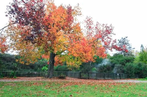 Fall colors on a large maple tree in Kuirau Park in Rotorua, New Zealand Stock Photos