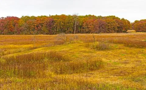 Fall Colors on a Leatherleaf Bog 스톡 사진