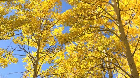 Fall Colors Leaves Stock Footage 12266006