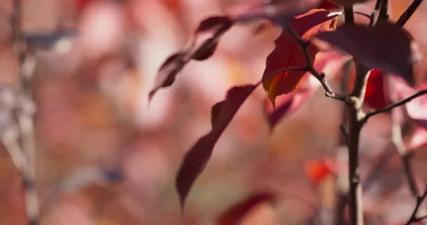 Fall Colors Leaves In Wind Cinematic Blurred Background Stock Footage 218997716