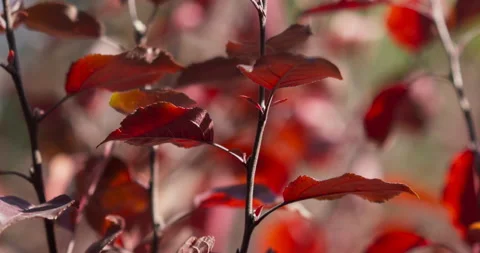 Fall Colors Leaves In Wind Cinematic Blurred Background Stock Footage 218997810