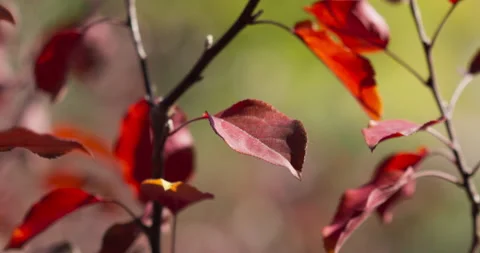 Fall Colors Leaves In Wind Cinematic Blurred Background Stock Footage 218998192