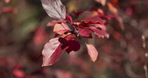 Fall Colors Leaves In Wind Cinematic Blurred Background Stock Footage 218998645