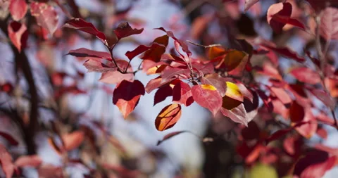 Fall Colors Leaves In Wind Cinematic Blurred Background Stock Footage 218998686