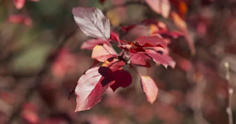 Fall Colors Leaves In Wind Cinematic Blurred Background Stock Footage 218999028