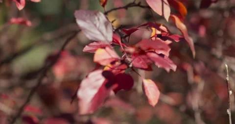 Fall Colors Leaves In Wind Cinematic Blurred Background Stock Footage 218999925
