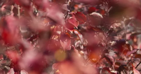 Fall Colors Leaves In Wind Cinematic Blurred Background Stock Footage 219001374
