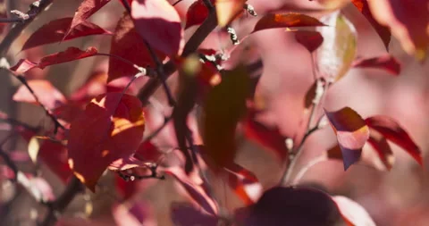 Fall Colors Leaves In Wind Cinematic Blurred Background Stock Footage 219002294