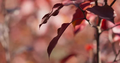 Fall Colors Leaves In Wind Cinematic Blurred Background Stock Footage 219002838