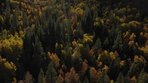 Fall Colors Mammoth Lakes, CA Stock Footage 98476463