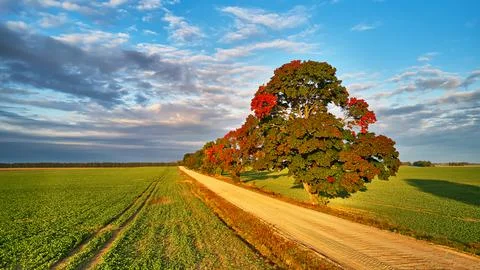 Fall colors maple trees, dirt road, agriculture fields. Autumn rural landscap Stock Photos