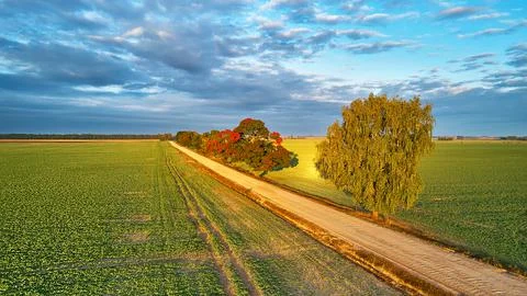 Fall colors maple trees, dirt road, agriculture fields. Autumn rural landscap Stock Photos