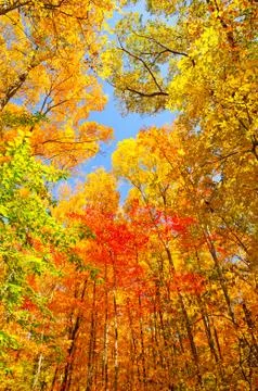 Fall colors on a midwest trail Stockfoto's