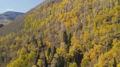 Fall Colors On A Mountainside In Colorado Stock Footage 289240102
