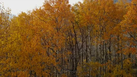 Fall Colors Nature Scene - 4K Drone Tracy Rose Nature Photography 스톡 동영상 141945841