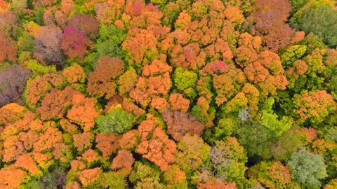 Fall colors of Northeastern Wisconsin on windy day, aerial view Stock Footage