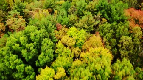 Fall Colors in Ohio v3.mp4 Stock Footage 237521446