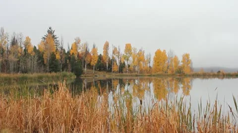 Fall Colors over pond Stock Footage 12310642