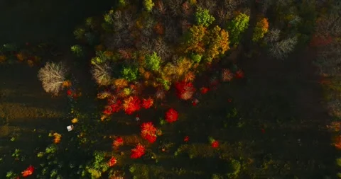 Fall colors overhead top down spin 2 Stock Footage 256916407