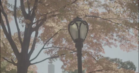 Fall Colors in the Park Stock Footage 305875921