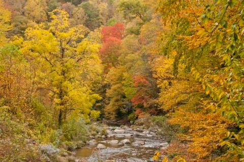 Fall Colors Stock Photos