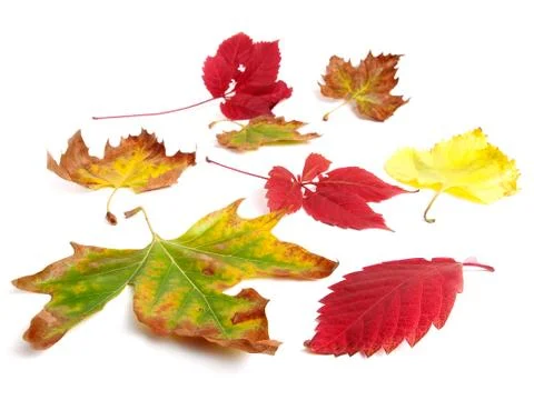 Fall colors Stock Photos