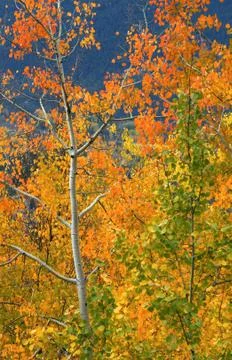 Fall colors Stock Photos