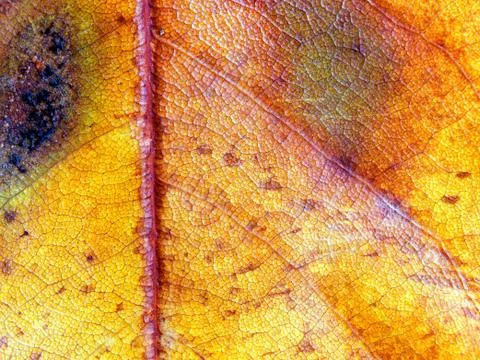 Fall colors Stock Photos