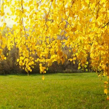 Fall colors Fotos de archivo