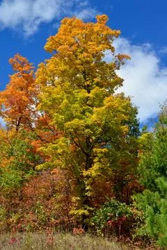 Fall Colors Stock Photos