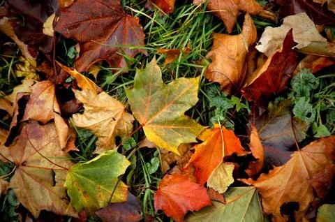 Fall Colors Stock Photos