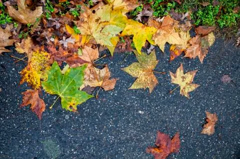 Fall colors Stock Photos