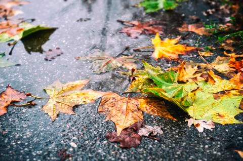 Fall colors Stock Photos