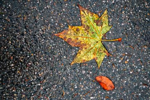 Fall colors Stock Photos