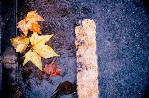 Fall colors Stock Photos