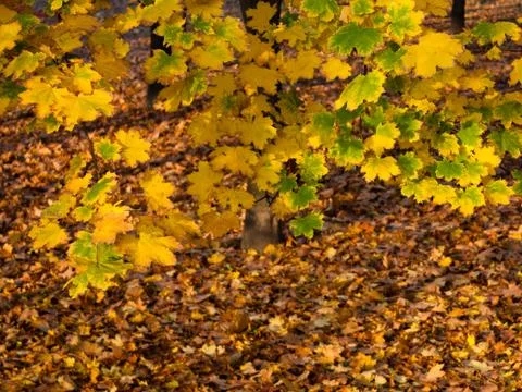 Fall colors Stock Photos