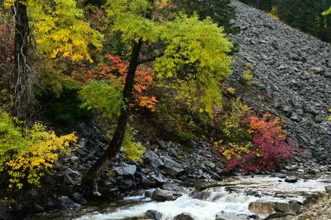 Fall Colors Stock Photos