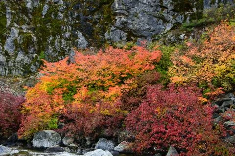 Fall Colors Stock Photos