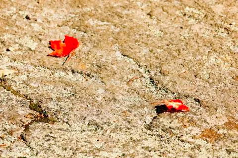 Fall colors. Stock Photos