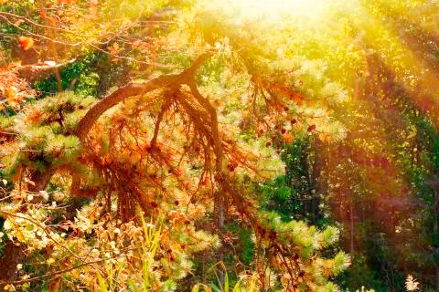 Fall colors. Stock Photos