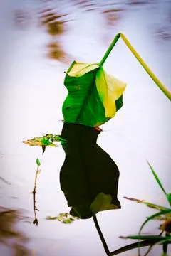 Fall colors. Stock Photos