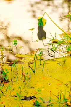 Fall colors. Stock Photos