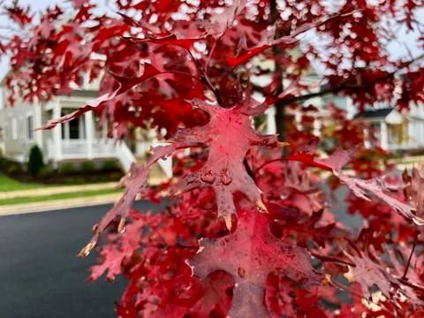 Fall colors 库存照片
