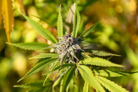 Fall Colors Stock Photos