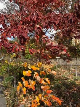 Fall colors 库存照片